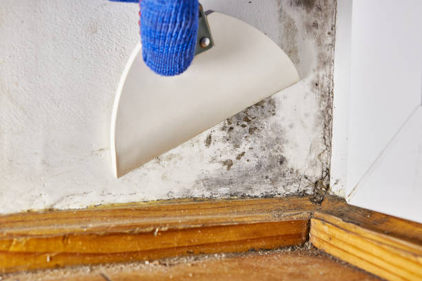 Asbestos and Lead Testing During Mold Inspection in Fort Davis, TX